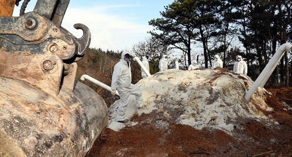 조류인플루엔자 살처분 열처리 공정 준비. (사진제공=뉴시스)
