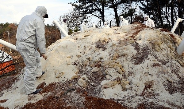 12일 오전 조류인플루엔자(AI, H5N6형) 확진 판정을 받은 전남 영암군 한 종오리 농장과 3km 이내 반경에 있는 모 농가에서 살처분 업체 관계자들이 열처리 공정을 준비하고 있다. (사진제공=뉴시스)