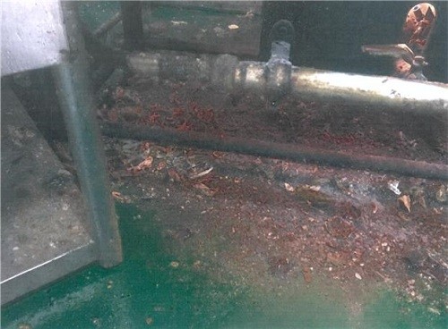 위생적 취급기준 위반