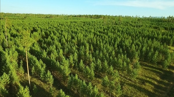 드론으로 촬영한, 몽골 토진나르스 ‘유한킴벌리 숲’ 모습.(사진=유한킴벌리 촬영 제공)