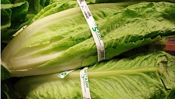 샐러드 주 재료인 ‘로매인 상추’가 북미지역에서 발생한 대장균(E. coli) 감염 사태의 원인으로 지목돼 논란이 일고 있다.