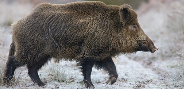 ▲ 농촌에는 오래 전부터 인분(人糞)과 가축의 배설물을 썩히고 퇴비화 해서 농작물들을 기르고 있다.
